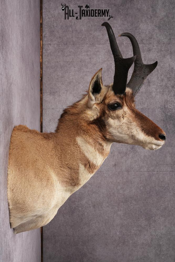 Pronghorn Antelope Taxidermy Shoulder Mount SKU 2486 - Image 6