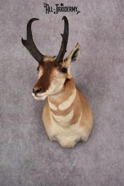 Pronghorn Antelope Taxidermy Shoulder Mount SKU 2486