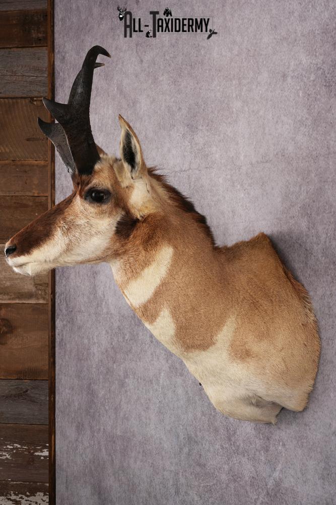 Pronghorn Antelope Taxidermy Shoulder Mount SKU 2486 - Image 5