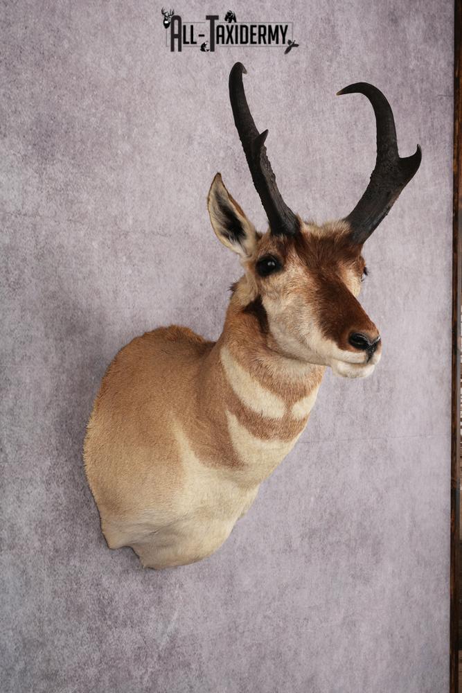 Pronghorn Antelope Taxidermy Shoulder Mount SKU 2486 - Image 4