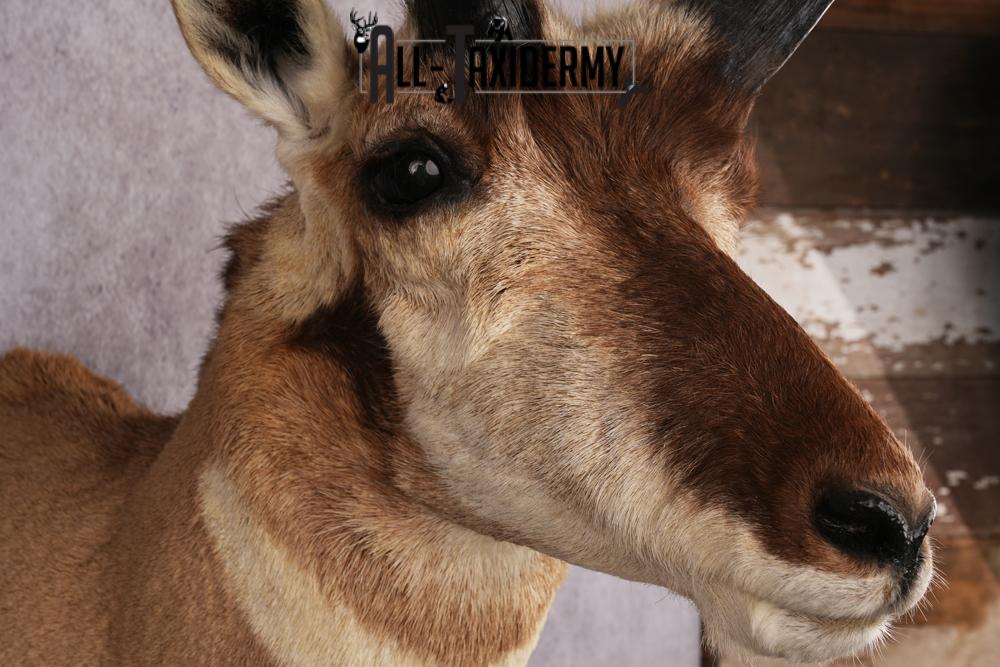 Pronghorn Antelope Taxidermy Shoulder Mount SKU 2486 - Image 3