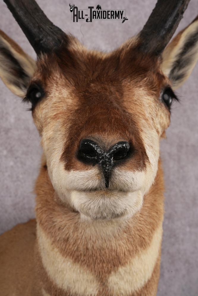 Pronghorn Antelope Taxidermy Shoulder Mount SKU 2486 - Image 2