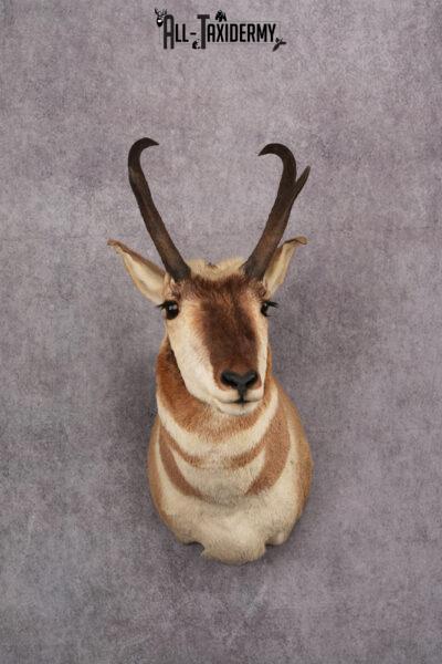 Pronghorn Antelope Taxidermy Shoulder Mount SKU 2423