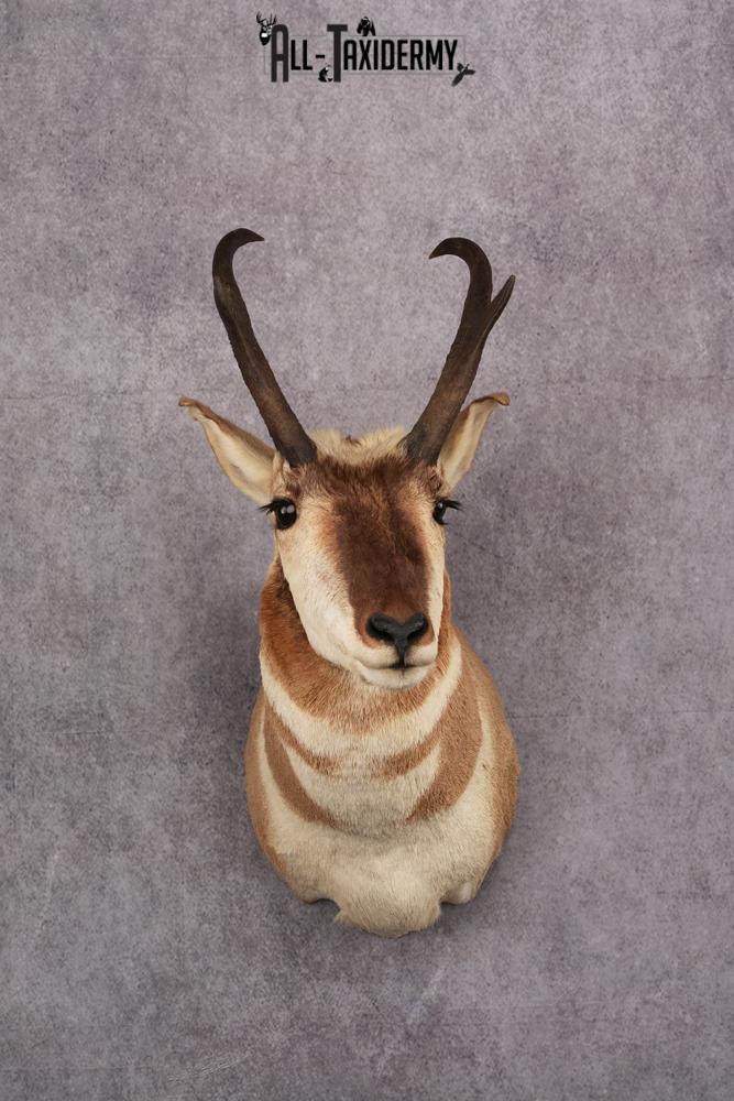 Pronghorn Antelope Taxidermy Shoulder Mount SKU 2423