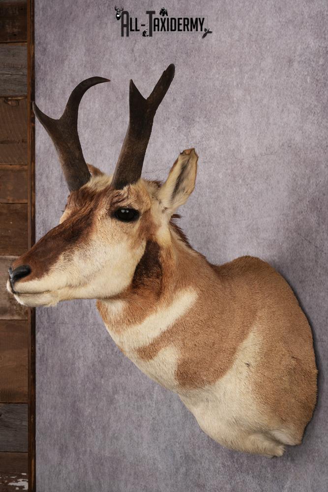 Pronghorn Antelope Taxidermy Shoulder Mount SKU 2423 - Image 2
