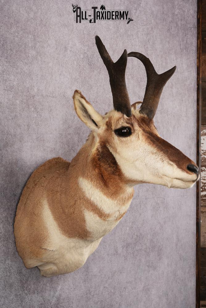 Pronghorn Antelope Taxidermy Shoulder Mount SKU 2423 - Image 7