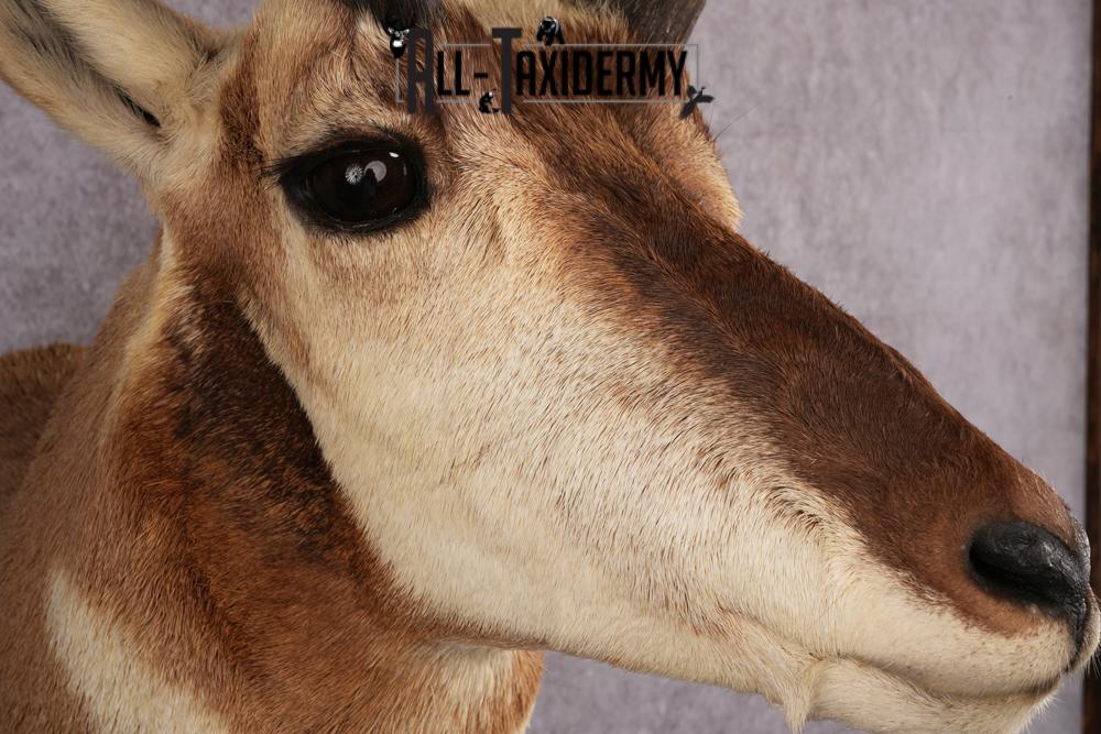 Pronghorn Antelope Taxidermy Shoulder Mount SKU 2423 - Image 6