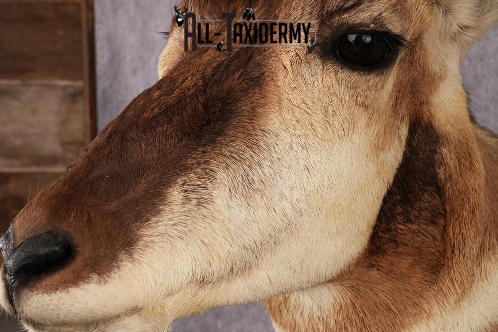 Pronghorn Antelope Taxidermy Shoulder Mount SKU 2423 - Image 5