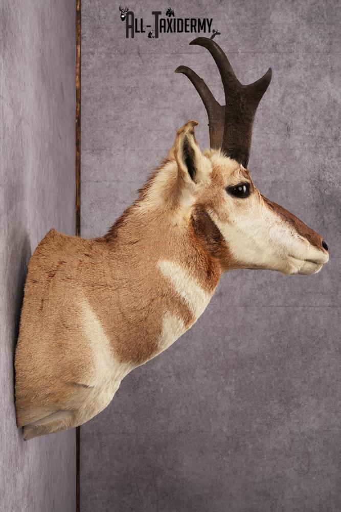 Pronghorn Antelope Taxidermy Shoulder Mount SKU 2423 - Image 4