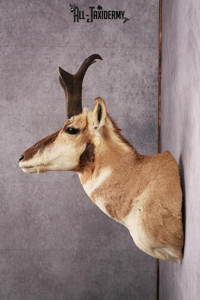 Pronghorn Antelope Taxidermy Shoulder Mount SKU 2423 - Image 3