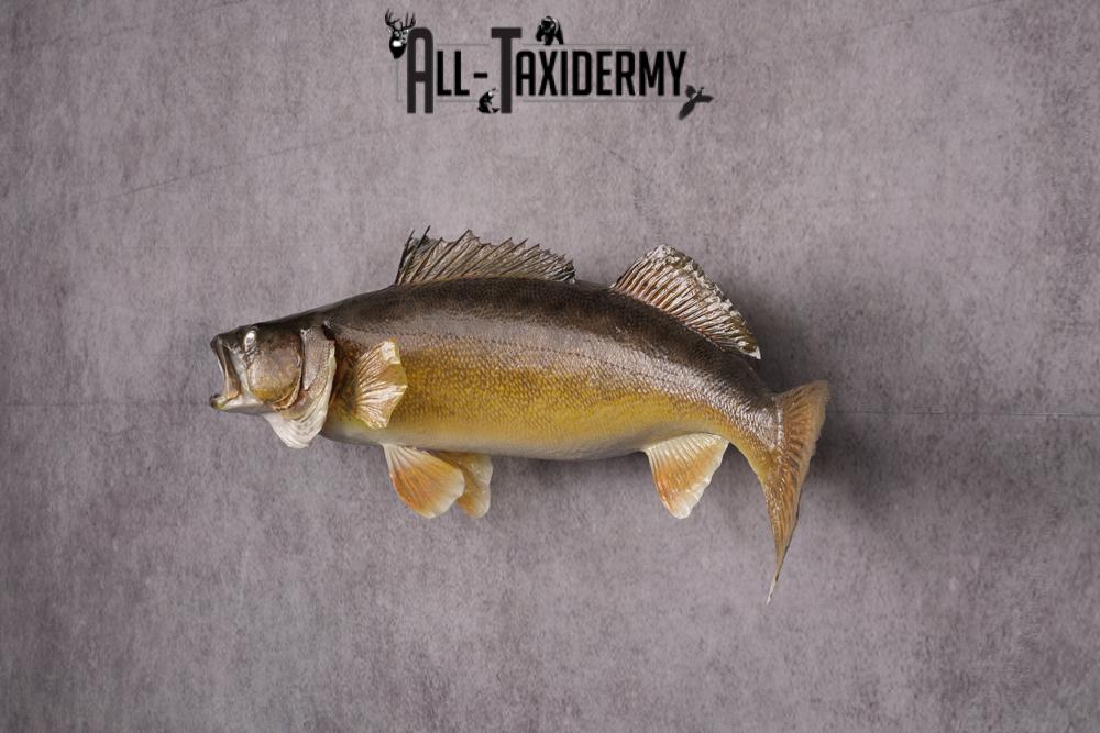 Walleye Fish Taxidermy Mount SKU 2488 - Image 6