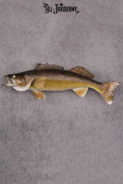 Walleye Fish Taxidermy Mount SKU 2488
