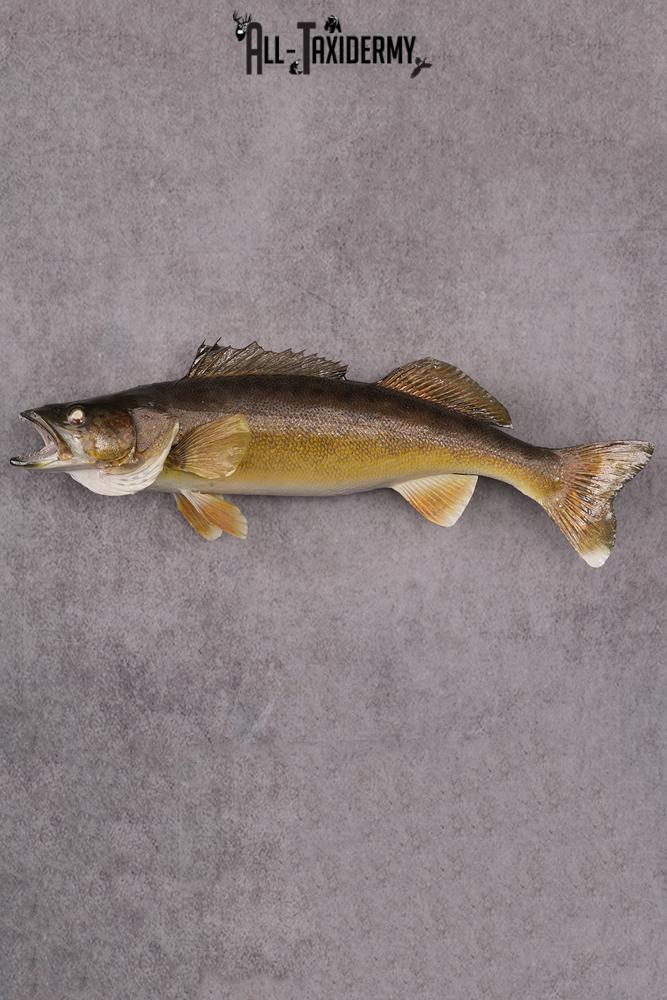 Walleye Fish Taxidermy Mount SKU 2488