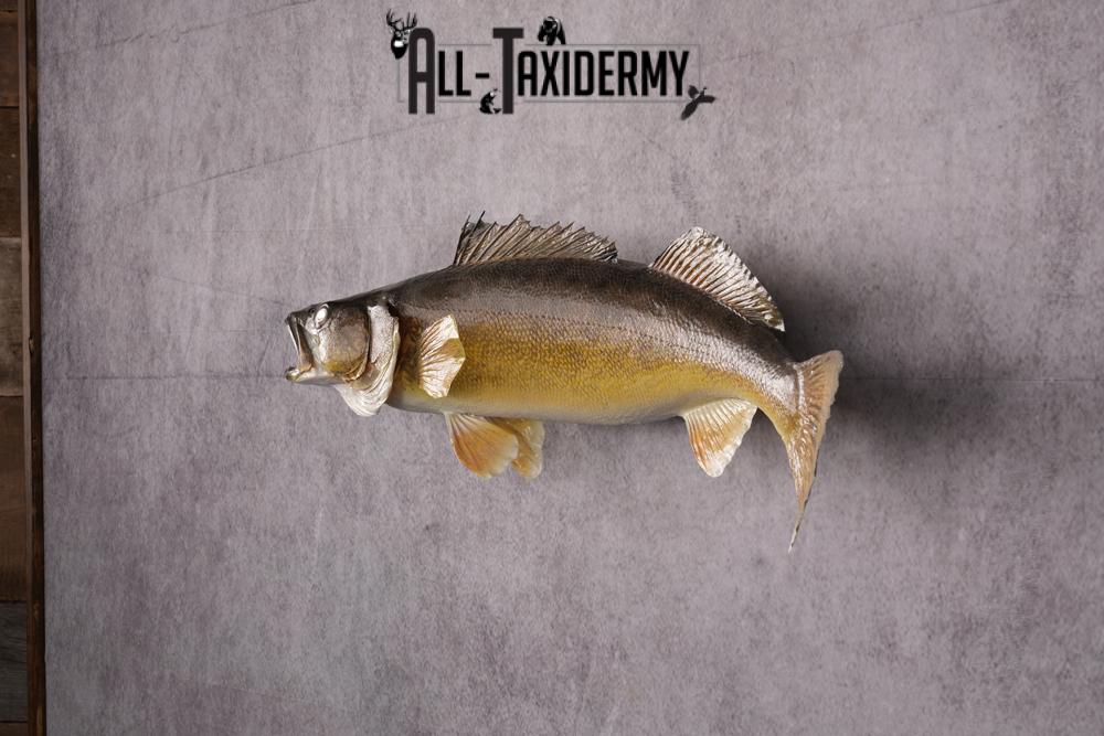 Walleye Fish Taxidermy Mount SKU 2488 - Image 5