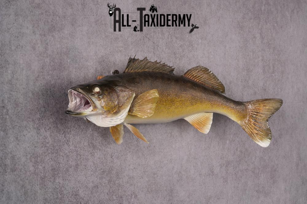 Walleye Fish Taxidermy Mount SKU 2488 - All Taxidermy