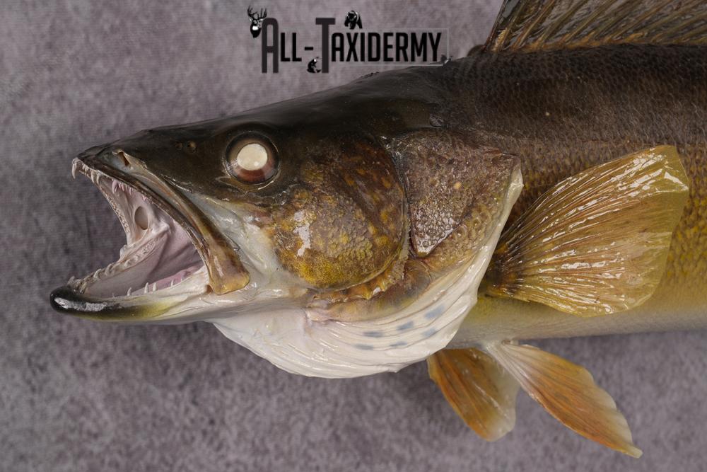 Walleye Fish Taxidermy Mount SKU 2488 - Image 3