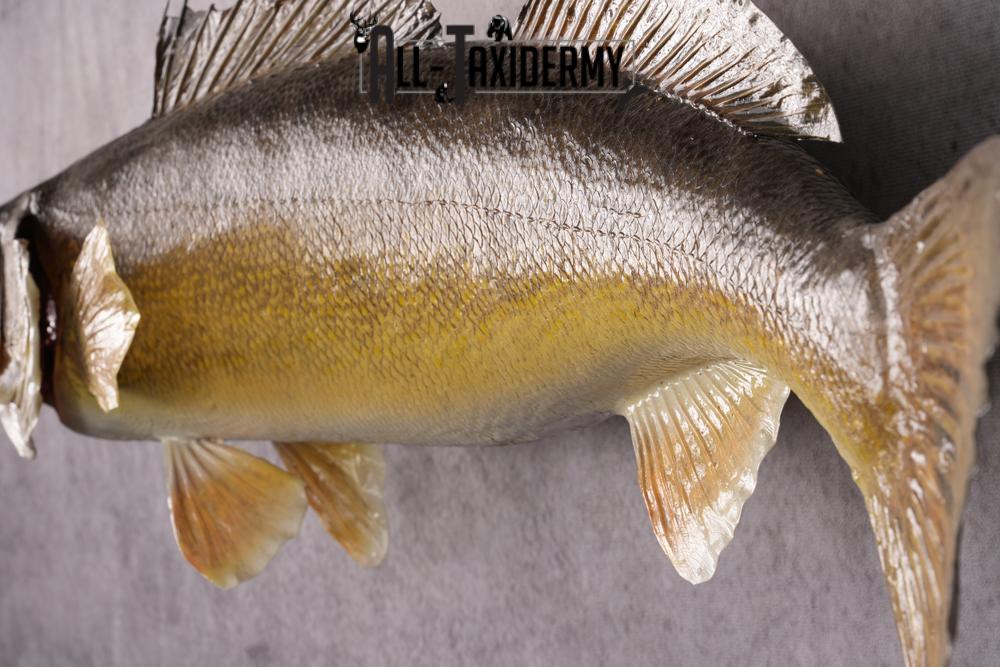 Walleye Fish Taxidermy Mount SKU 2488 - Image 2