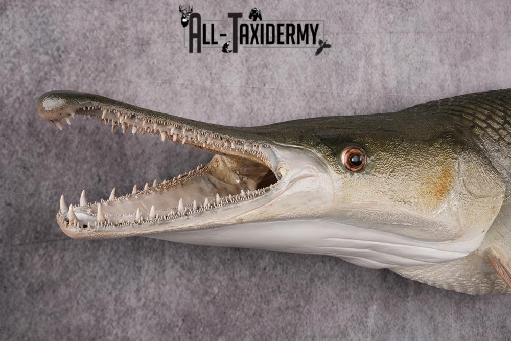 XL Alligator Gar taxidermy mount SKU 2505 - Image 6