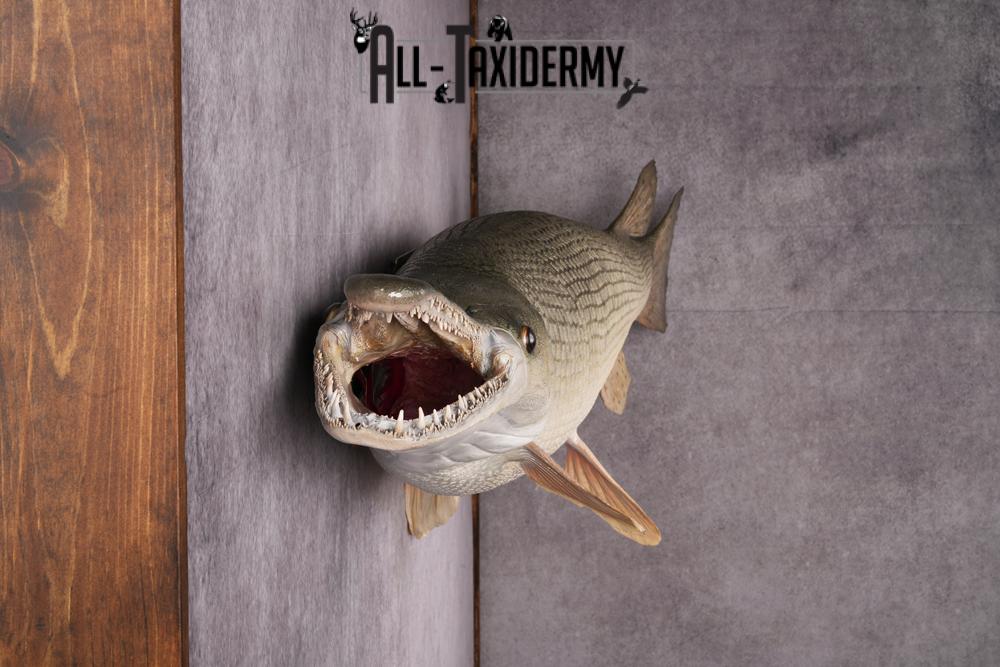 XL Alligator Gar taxidermy mount SKU 2505 - Image 5