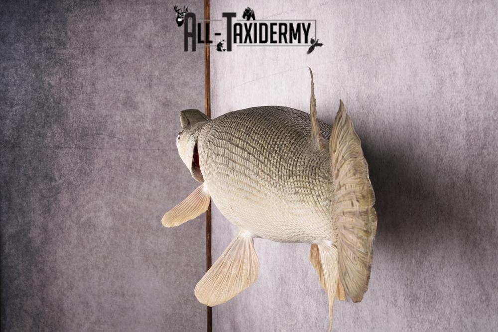 XL Alligator Gar taxidermy mount SKU 2505 - Image 4