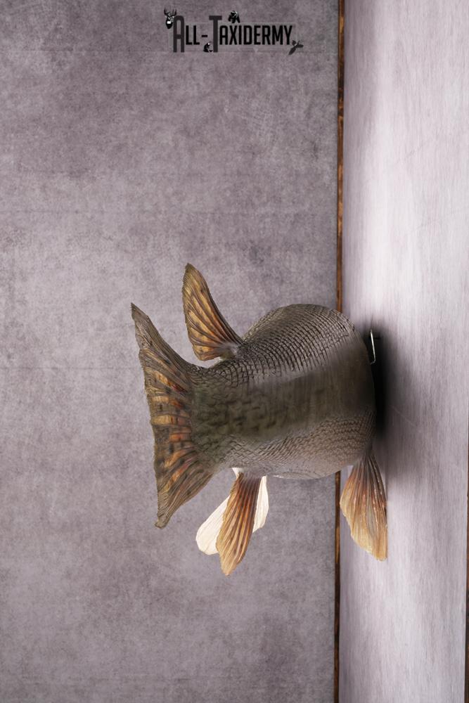 XL Alligator Gar taxidermy mount SKU 2505 - Image 3