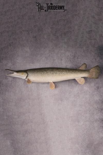 Gar Taxidermy