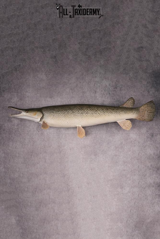 Gar Taxidermy