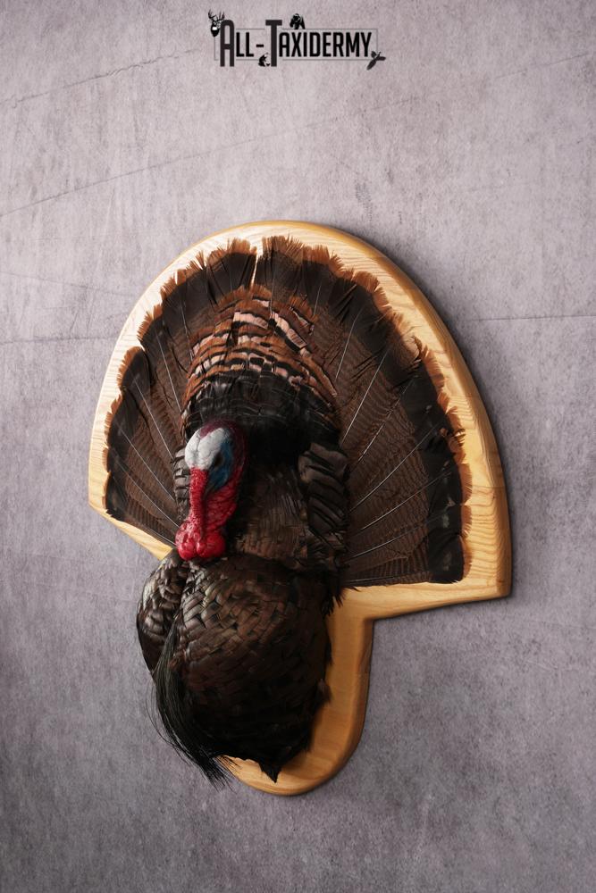 Turkey Breast Taxidermy Mount SKU 2474