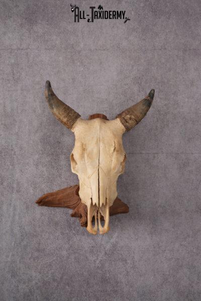 Steer Skull SKU 2443