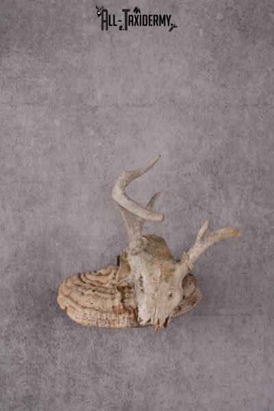 Whitetail Skull Display SKU 2448