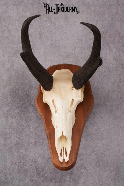 Pronghorn Antelope taxidermy skull SKU 2518