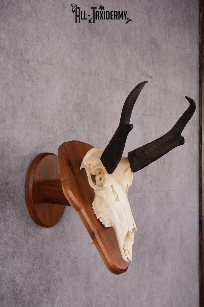 Pronghorn Antelope taxidermy skull SKU 2518 - Image 4