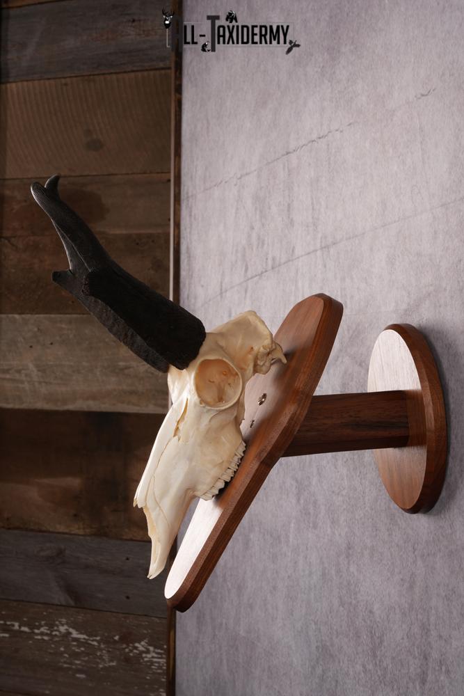 Pronghorn Antelope taxidermy skull SKU 2518 - Image 3