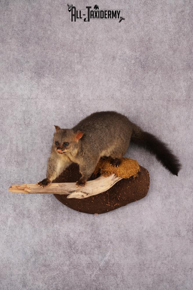 New Zealand possum taxidermy mount SKU 2529