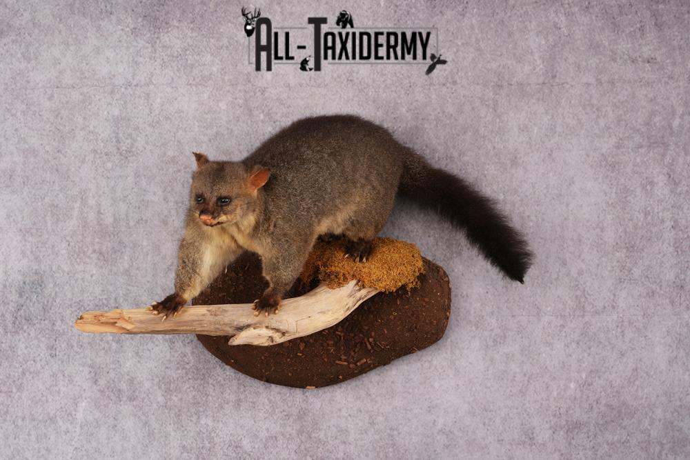 New Zealand possum taxidermy mount SKU 2529 - Image 9
