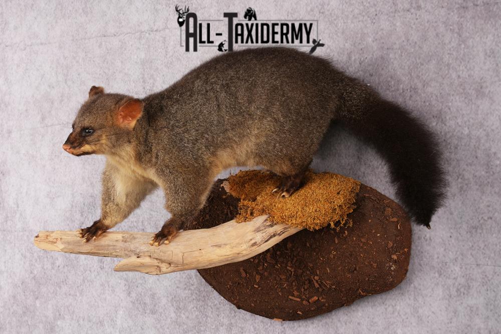 New Zealand possum taxidermy mount SKU 2529 - Image 8