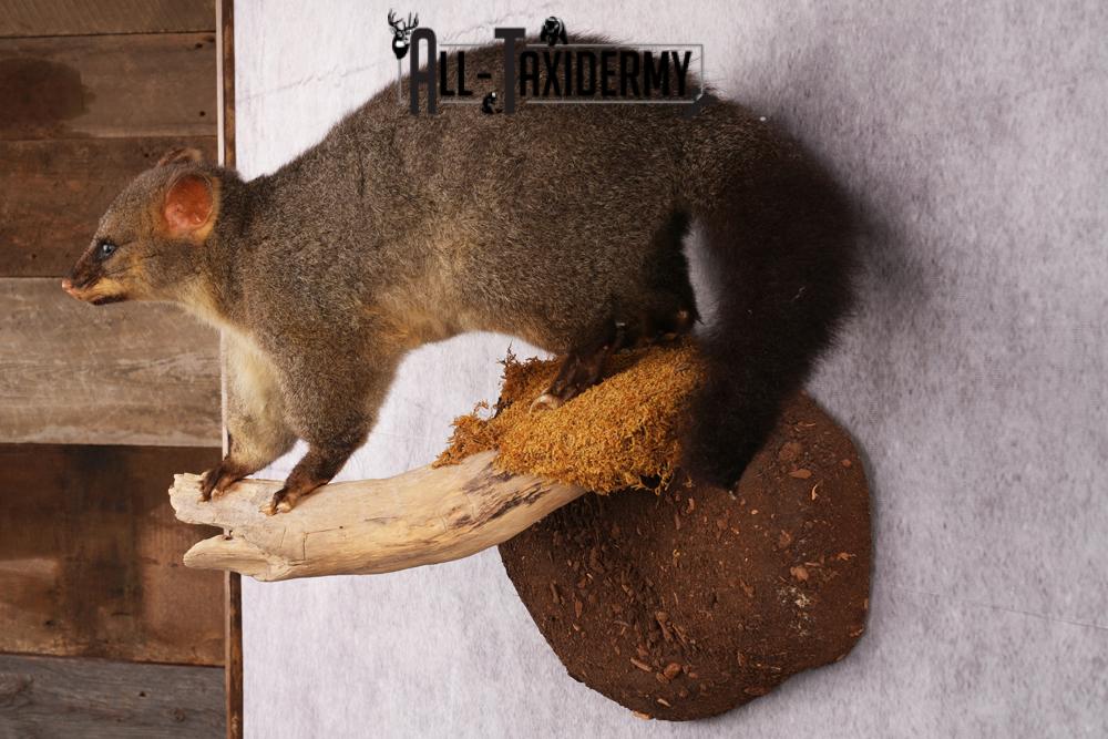 New Zealand possum taxidermy mount SKU 2529 - Image 7
