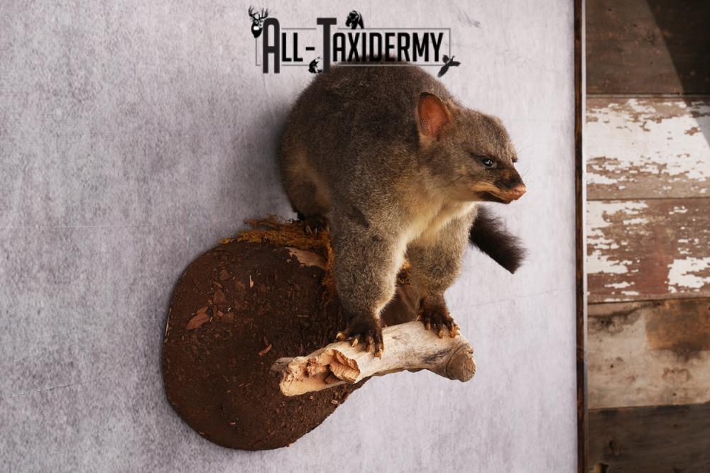 New Zealand possum taxidermy mount SKU 2529 - Image 5