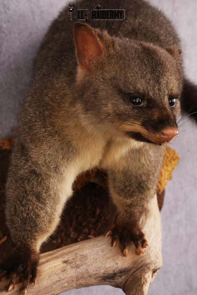 New Zealand possum taxidermy mount SKU 2529 - Image 4