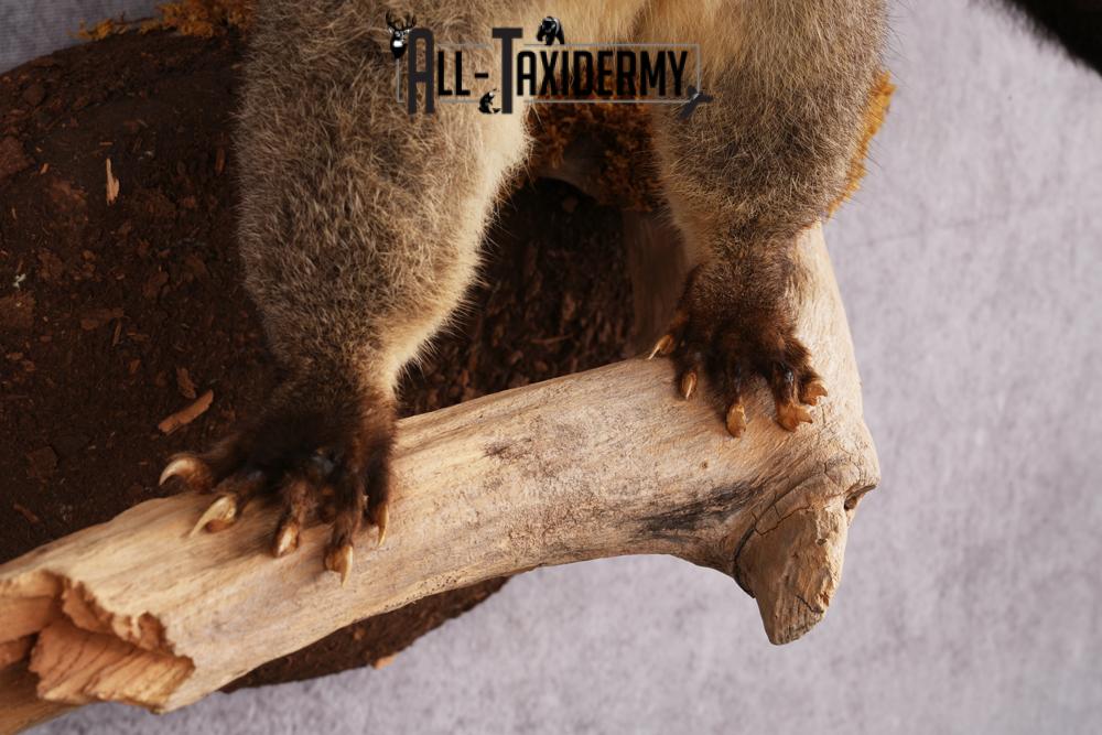New Zealand possum taxidermy mount SKU 2529 - Image 3