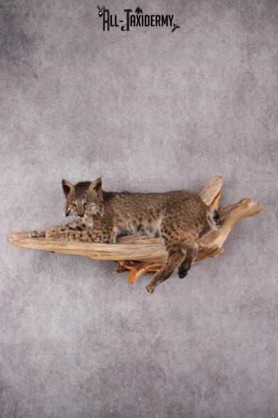 Bobcat taxidermy mount SKU 2522