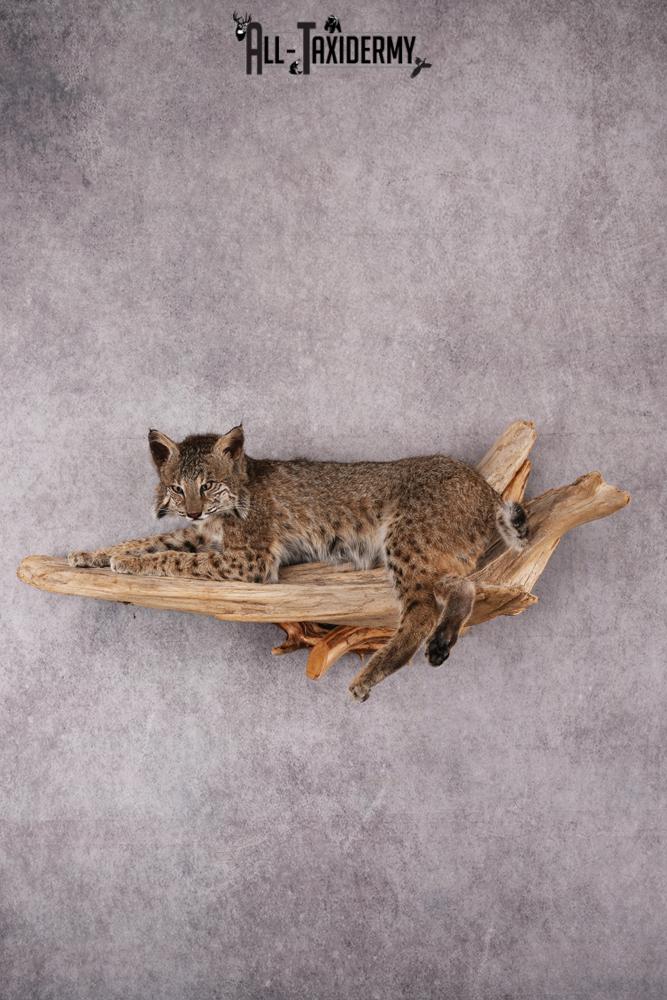Bobcat taxidermy mount SKU 2522