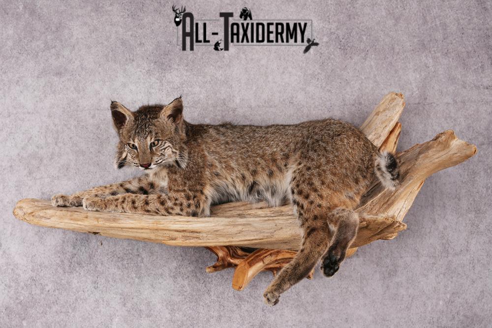 Bobcat taxidermy mount SKU 2522 - Image 2