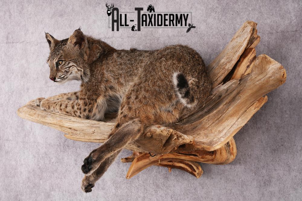 Bobcat taxidermy mount SKU 2522 - Image 11