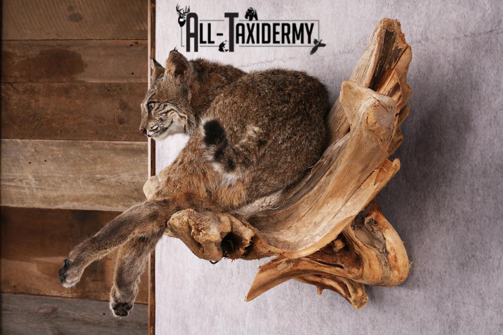 Bobcat taxidermy mount SKU 2522 - Image 10