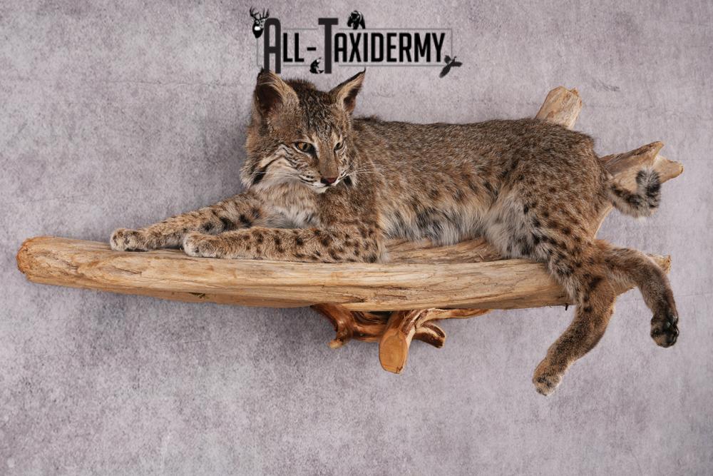 Bobcat taxidermy mount SKU 2522 - Image 9
