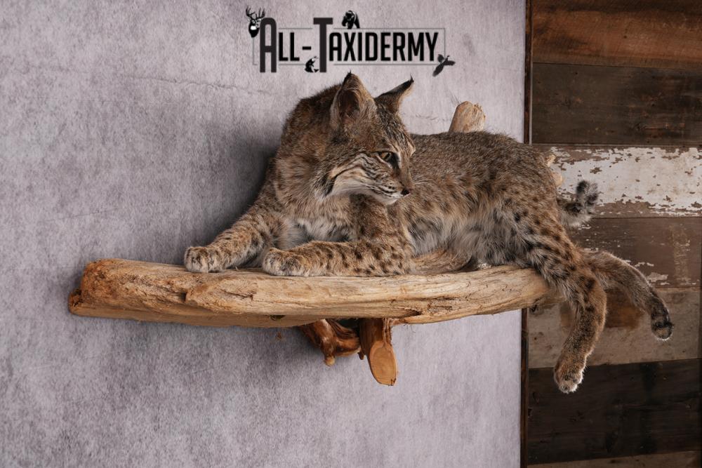 Bobcat taxidermy mount SKU 2522 - Image 8