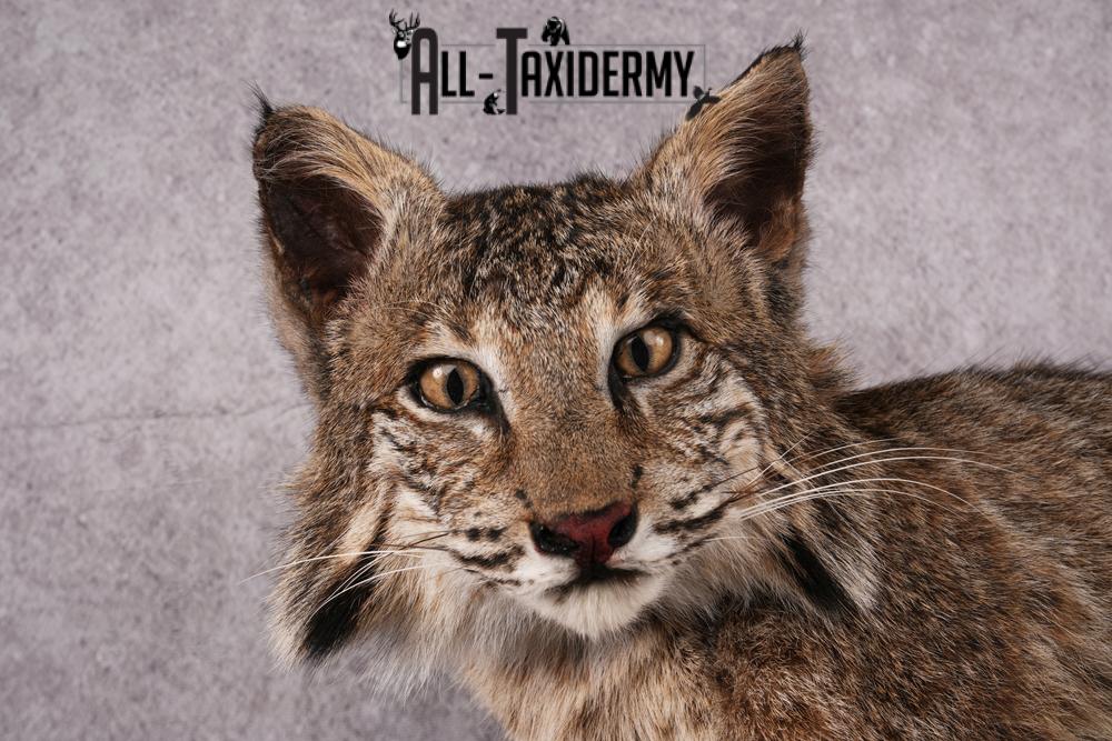 Bobcat taxidermy mount SKU 2522 - Image 7