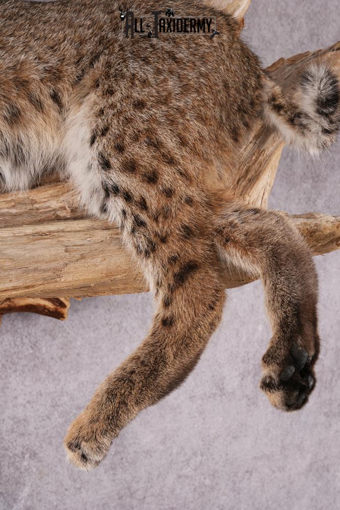 Bobcat taxidermy mount SKU 2522 - Image 6