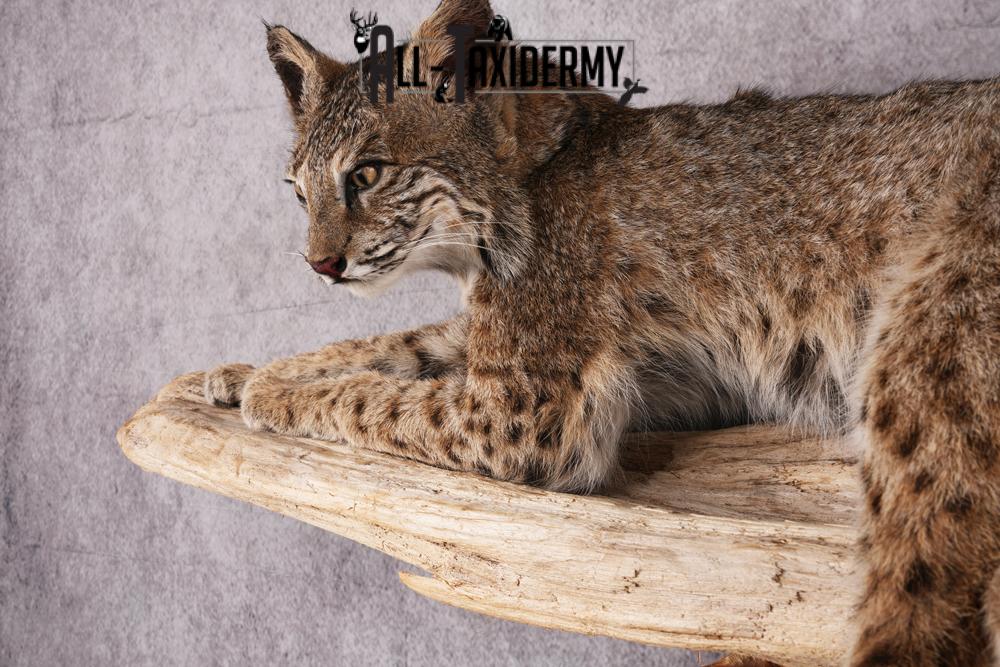 Bobcat taxidermy mount SKU 2522 - Image 5